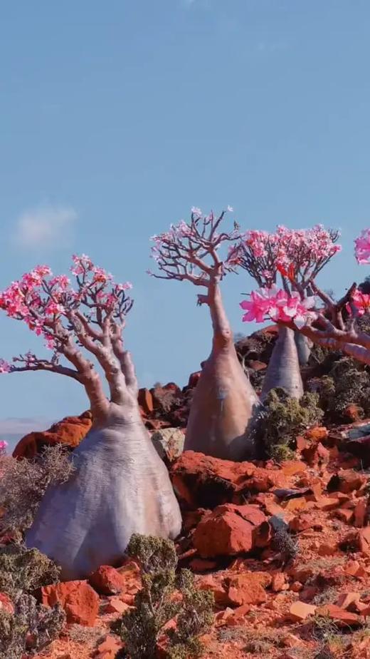 小地球索科特拉岛9天8晚 商品图10