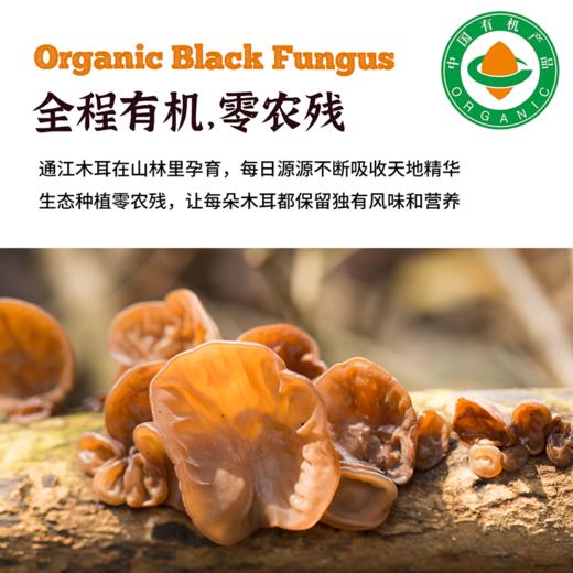 【有机黑木耳】四川山林养肉厚软糯木耳 商品图4