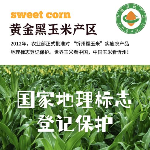 2025有机玉米花青甜|山西农科院香甜水果爆浆软糯农产品真空10根装4.4斤 商品图1