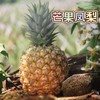 【芒果凤梨】真正树上熟的凤梨,一口咬下去，嘴里就被果肉和果汁填满90%的可食用率,它历经600多天才成熟!吃起来是凤梨界望尘莫及的19度+高甜! 商品缩略图6