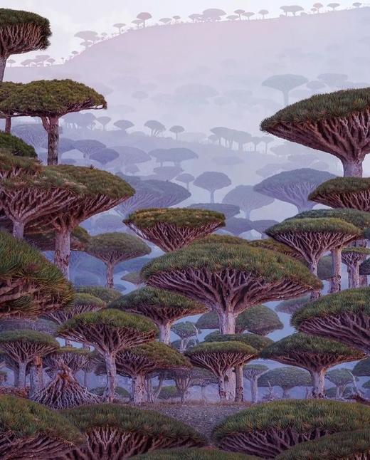 小地球索科特拉岛9天8晚 商品图0