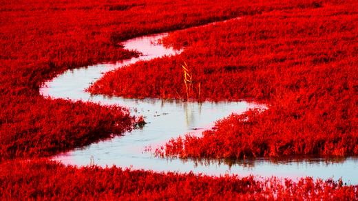航拍中国： 盘锦红海滩潮汐树+辽阳尾矿湖神奇色彩+内蒙奈曼旗沙漠航拍训练营6天 商品图1