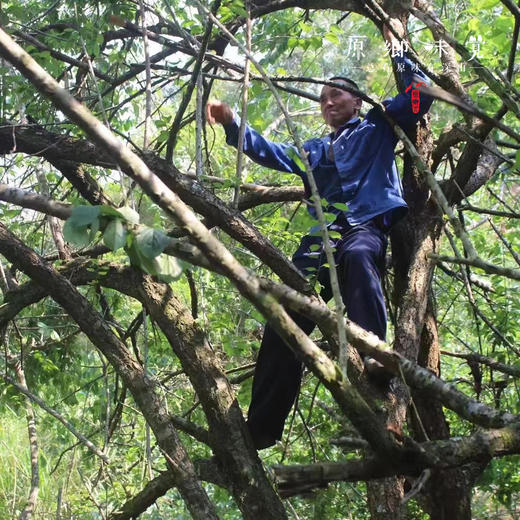 梅什么生态话梅（成都仓库-顺丰快递） | 180g/袋，来自广东广州从化，生产者：李洁【合作生产，公平贸易】 商品图8