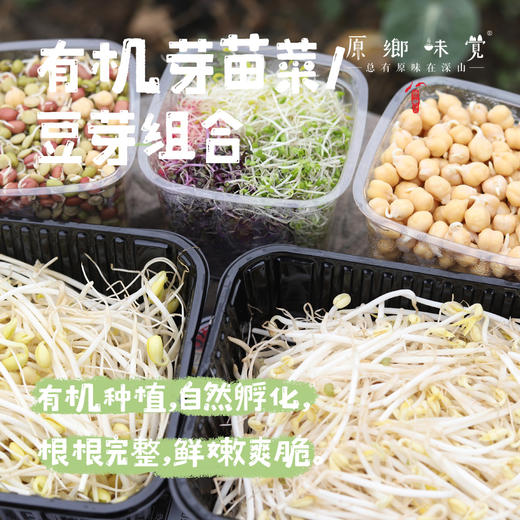 有机芽苗菜/豆芽组合（基地直发-顺丰包邮）｜芽苗菜组合（五盒装），来自上海浦东，生产者：百欧欢【合作生产，公平贸易】 商品图0