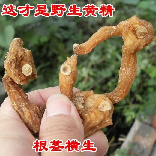 野生鸡头黄精  //  58元一斤包邮  //  明月 商品图2
