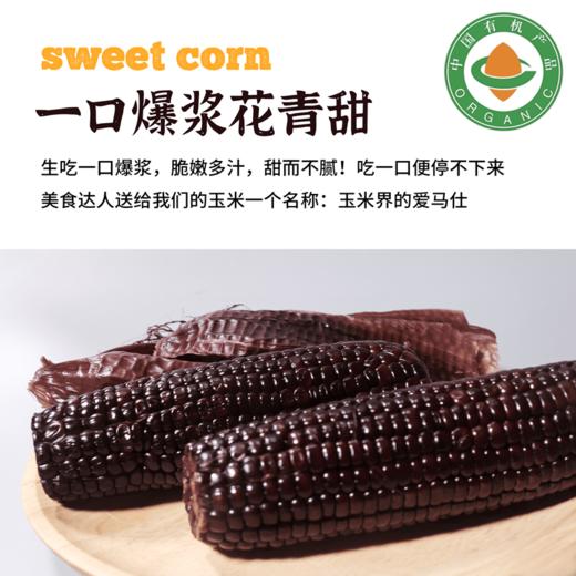 2025有机玉米花青甜|山西农科院香甜水果爆浆软糯农产品真空10根装4.4斤 商品图3