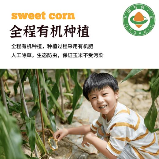 2025有机玉米花青甜|山西农科院香甜水果爆浆软糯农产品真空10根装4.4斤 商品图4