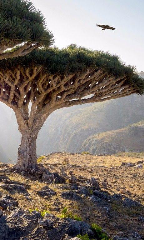 小地球索科特拉岛9天8晚 商品图13