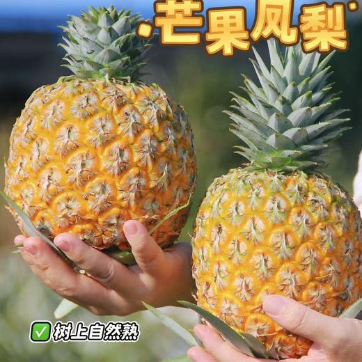 【芒果凤梨】真正树上熟的凤梨,一口咬下去，嘴里就被果肉和果汁填满90%的可食用率,它历经600多天才成熟!吃起来是凤梨界望尘莫及的19度+高甜! 商品图2