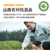 2025有机玉米花青甜|山西农科院香甜水果爆浆软糯农产品真空10根装4.4斤 商品缩略图2