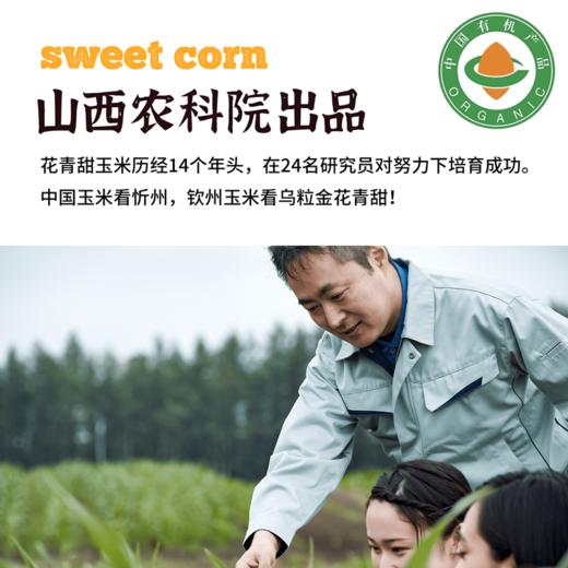 2025有机玉米花青甜|山西农科院香甜水果爆浆软糯农产品真空10根装4.4斤 商品图2