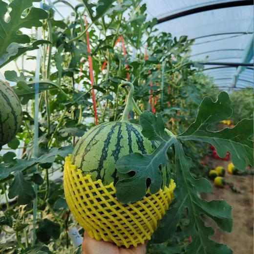 【山东2k小西瓜】顺丰&京东发货，新鲜现摘、酥脆香甜、口感如蜜 商品图5