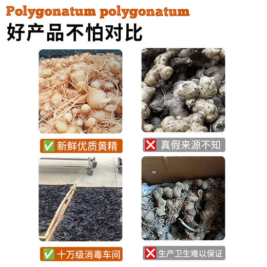 云南九蒸九晒滇黄精——云南药厂生产|饮片级别 商品图5
