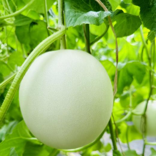 玉菇冰淇淋甜瓜 商品图6