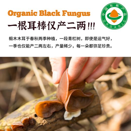 【有机黑木耳】四川山林养肉厚软糯木耳 商品图3