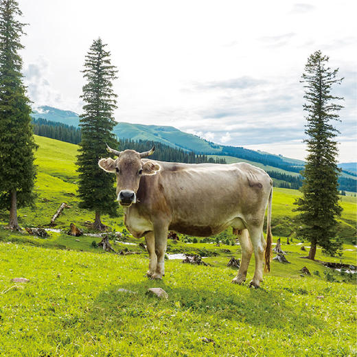 【家庭首选】【新疆褐牛原切牛肉，精品分割】【气调锁鲜 顺丰到家】 商品图5