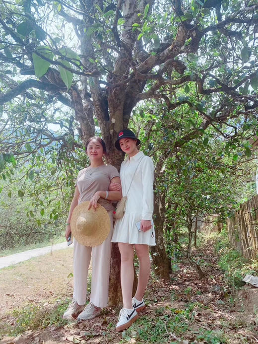 2025冰岛老寨357克春茶 商品图6