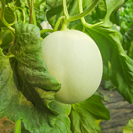 玉菇冰淇淋甜瓜 商品图5