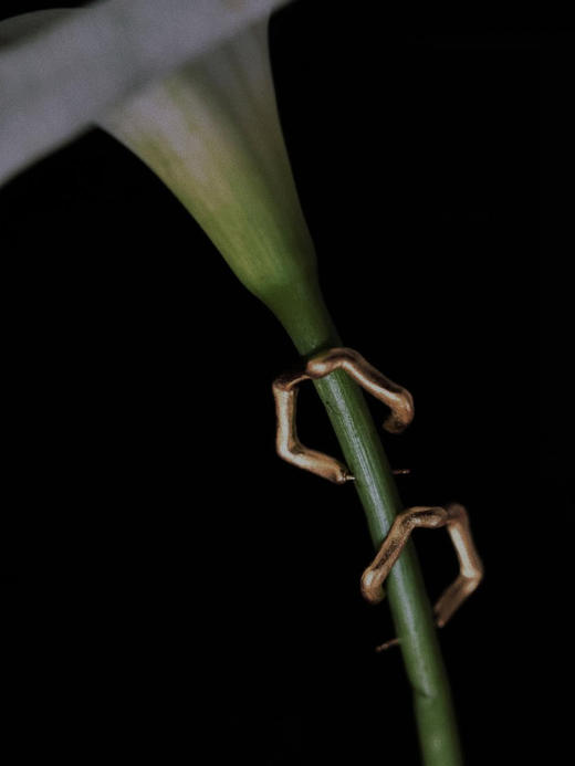 LS｜Cinco Earrings 五环耳环 [ 金 / 银 ]【Touch】 商品图4