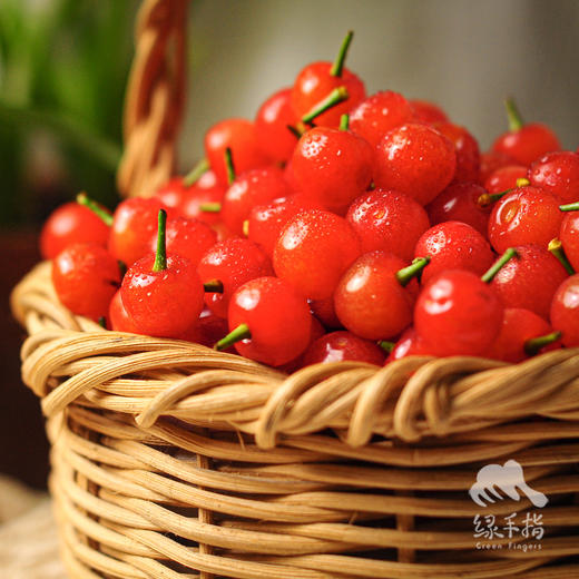 生态小樱桃 | 合作生产*Ecological cherry | Partner Production 商品图3