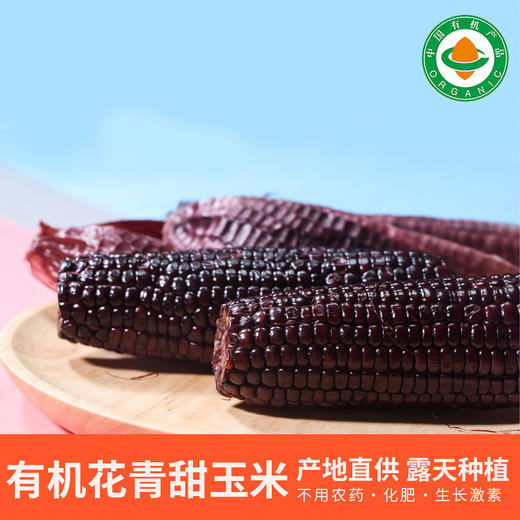 2025有机玉米花青甜|山西农科院香甜水果爆浆软糯农产品真空10根装4.4斤 商品图0