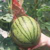 【山东2k小西瓜】顺丰&京东发货，新鲜现摘、酥脆香甜、口感如蜜 商品缩略图7