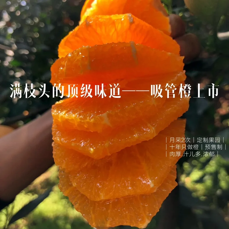 【满枝头橙子上线~每个规格只有30份】我怕有人偷走了它该晒的阳光😎所以来的晚了一些🧑‍满枝头吸管橙季——全年橙王品种‼ 车车稳，颗颗鲜 十年鲜橙专家