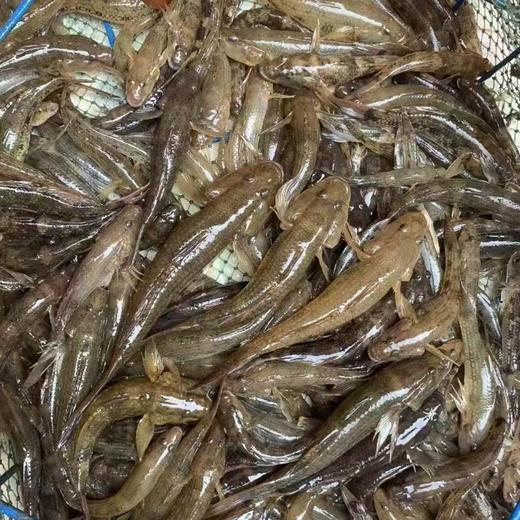 牛田洋狗母鱼（约500G） /份 商品图1