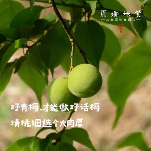 梅什么生态话梅（成都仓库-顺丰快递） | 180g/袋，来自广东广州从化，生产者：李洁【合作生产，公平贸易】 商品图1