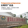云南九蒸九晒滇黄精——云南药厂生产|饮片级别 商品缩略图6