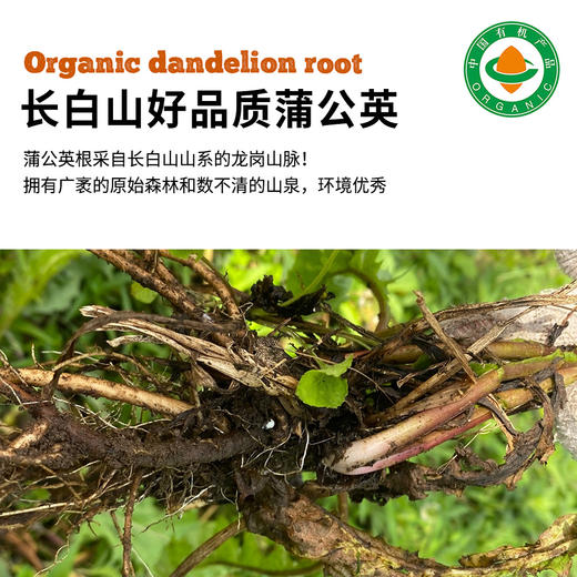 有机野生蒲公英根200g|长白山花草茶天然茶饮 商品图1