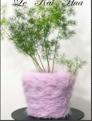 乐开花植造丨冰淇淋系列