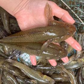 牛田洋狗母鱼（约500G） /份