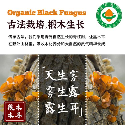 【有机黑木耳】四川山林养肉厚软糯木耳 商品图2