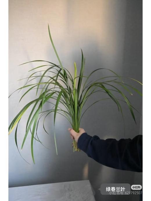 绿春兰 商品图0