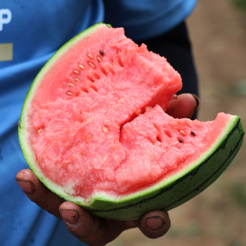 【山东2k小西瓜】顺丰&京东发货，新鲜现摘、酥脆香甜、口感如蜜
