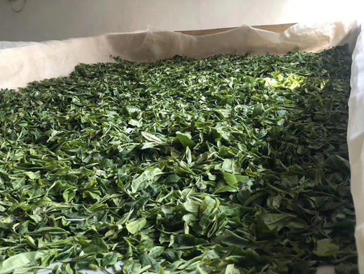 2025冰岛老寨357克春茶 商品图5