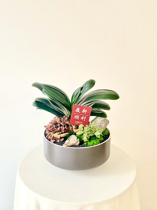 君子兰/MXY388 商品图0