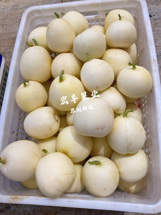 宏丰精选  本地梨瓜   口感脆甜  活动价5.8元一斤 商品图4