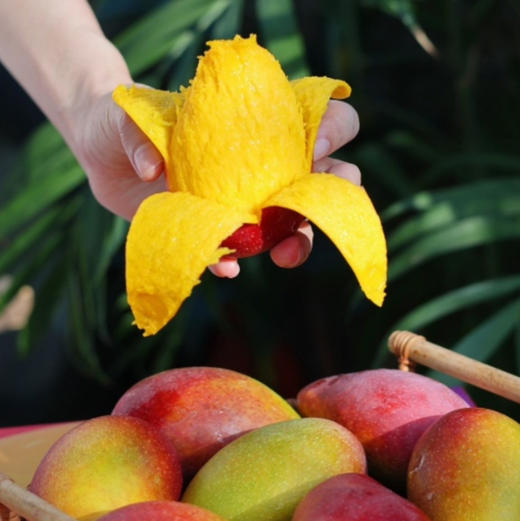 三亚-树上熟贵妃芒 【标准果活动送一斤】 商品图0