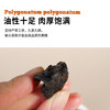 云南九蒸九晒滇黄精——云南药厂生产|饮片级别 商品缩略图3