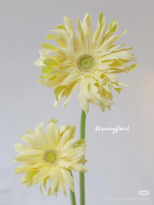 扶郎，卷边白（香格里拉）十支装 商品图0