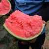 【山东2k小西瓜】顺丰&京东发货，新鲜现摘、酥脆香甜、口感如蜜 商品缩略图10
