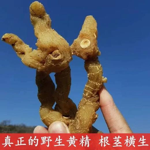 野生鸡头黄精  //  58元一斤包邮  //  明月 商品图3