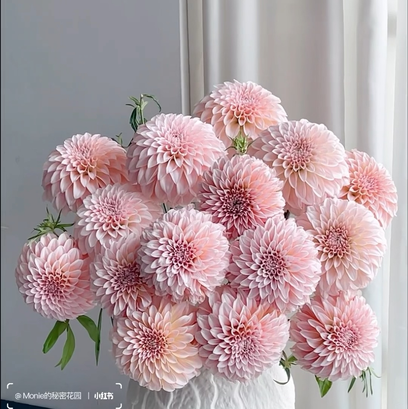 粉色奶油桃子特价