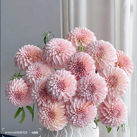 粉色奶油桃子特价