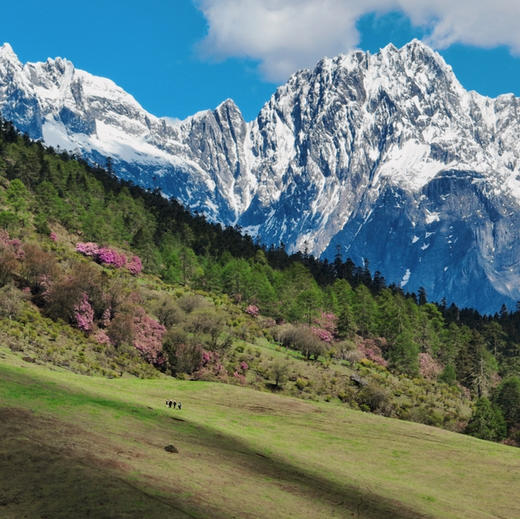 云南｜老药山+虎跳峡高路精华徒步2天1晚，云南“阿勒泰”老药山，高山草甸牧场林海，哈巴玉龙双雪山观景，世界十大最美经典徒步路线之虎跳峡高路，领略山河壮美！五一端午路线提前预定！ 商品图5