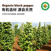 凤禾鸣有机黑胡椒70g|研磨款云南胡椒粒现磨厨房调味干货香辛料 商品缩略图3