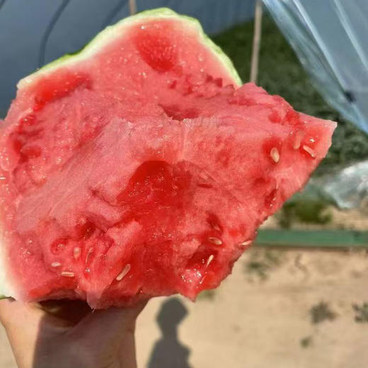 【山东2k小西瓜】顺丰&京东发货，新鲜现摘、酥脆香甜、口感如蜜 商品图3