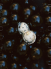 LS｜Fruition Earrings 浆果耳环 [ 金 / 银 ]【Botanicalia 】 商品缩略图9